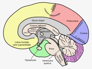corpus callosum cingulate gyrus