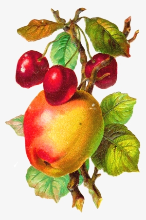 Antique Apple Clipart - Apple Fruit Vintage Png