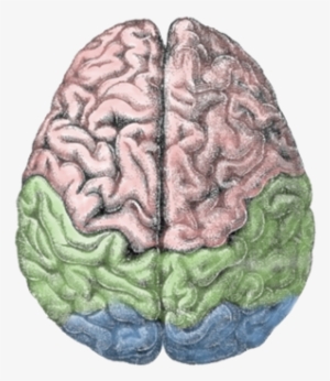 Cerebral Lobes - Birds Eye View Of The Brain