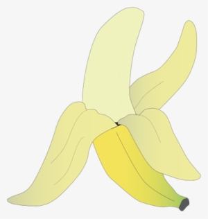 Drawn Banana Peeled Banana - Zingiberales