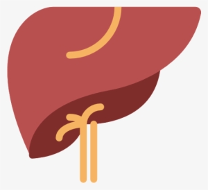 Your Liver's Main Function Is To Filter Blood Coming - Liver Icon