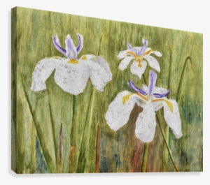 Three Irises In The Rain Canvas Print - Painting