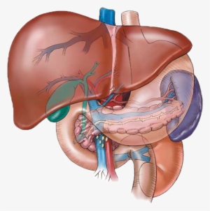 In Ayurveda The Liver Is The “life Of The Liver” Liver - Human Liver