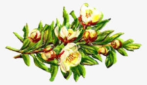 Free Digital Flower Clip Art - White Flower Bouquet In Clipart