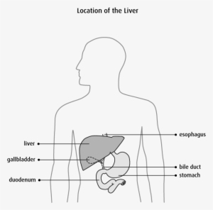 The Liver - Liver Below The Diaphragm