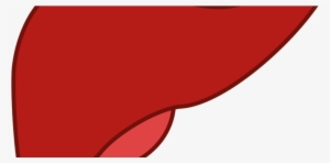 What Does The Liver Do - Liver