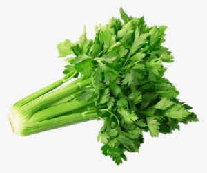 Celery Transparent Cut - Сельдерей