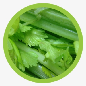 Celery - Cara Menyuburkan Rambut Bayi