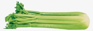 Celery - Celery Stalk Png