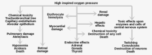 Now Look At File - Classification Of Oxygen Toxicity