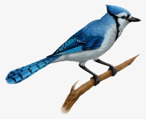 Blue Jay - Realistic Blue Jay Drawings