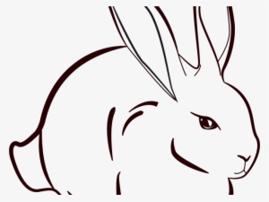 Drawn Bunny Khargosh - Rabbit Line Art Png