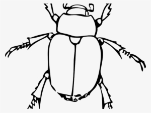 Drawn Bugs Black And White - Line Drawing Of A Bug