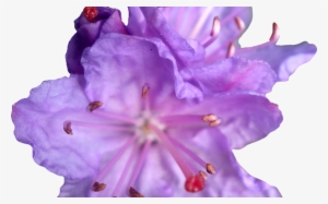 Purple Flower Crown Transparent Best Flower - Geranium