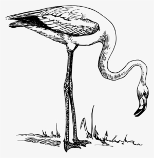 Flamingo Clipart Png