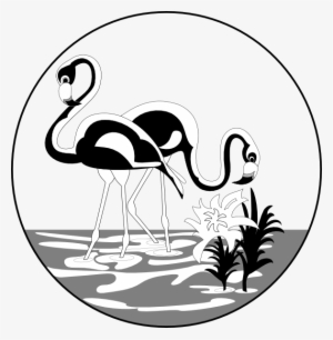 Black And White Flamingos - Flamencos Dibujos