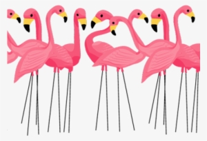 Flamingo Clipart Clear Background - Transparent Background Flamingo Clip Art