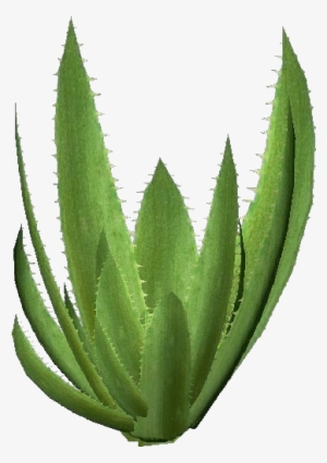 3d Flowers - Aloe Vera - 3d Plant Aloe Png