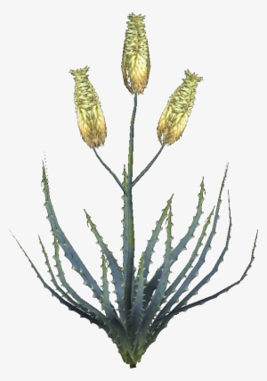 Aloe Vera Plant - Aloe Vera Flower Png