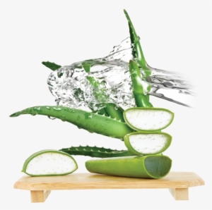 An Important Active Ingredient In Aloe Vera Is The - Aloe Vera Extract Png
