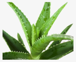 Gallery For > Aloe Vera Leaf Png Imgarcade - Aesthetic Aloe Vera Png