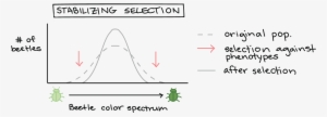 Three Ways Natural Selection Can Change The Distribution