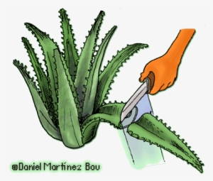 How To Make Aloe Vera Extract At Home - Cortar Una Hoja De Aloe Vera