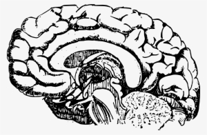 Brain Vector Png - Clip Art Of A Brain