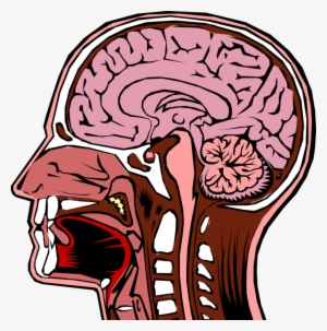 Vector Illustration Of Human Head Cross Section With - Inside Of A Human Head