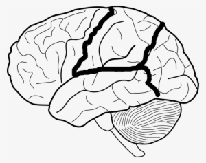 Brain Skech With Lobes Outlined Clip Art Vector Clip - Brain Lobes Black And White