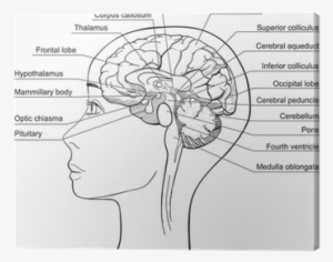 Midsagittal Section Of The Human Brain, Vector Canvas - Midsagittal Section Of Human Brain Labeled