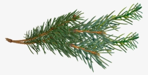 Pine Branch Png - Pine Tree Branch Clip Art