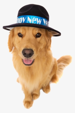As The New Year Rings In, It's Time To Create Your - Dog