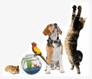 Become The Best Pet Professional You Can Be With Ppg's