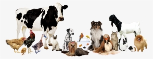 Pets Grooming Ra - Farm Animals: Photographic [book]