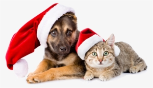 Picture - Pets Christmas