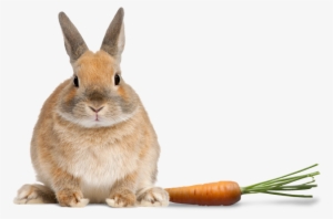 Global Pet Foods Hrm - Rabbit Front