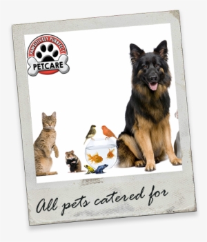 About Pawsitively Purrfect Pet Care Services - Veterinary Hospital