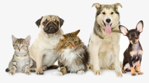 Pet Waste Removal - Animals In A Group