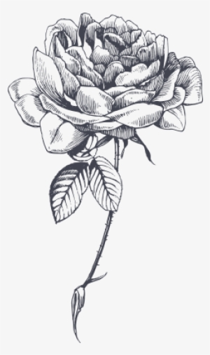 Antibacterial And Antiseptic, Rose Flower For Oily - Rose Sketch Png