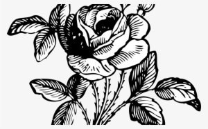Black And Grey Roses Drawing At Getdrawingscom Free - Flower Bouquet Black And White
