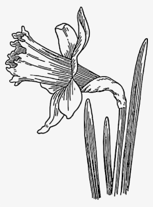 Mb Image/png - Line Drawing Of A Daffodil