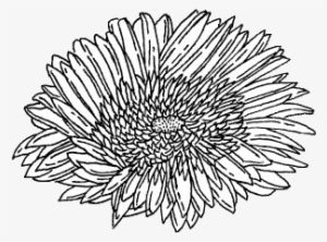 Art Drawing Flower Grunge Hipster Indie Sketch Png - Png Black And White Flowers