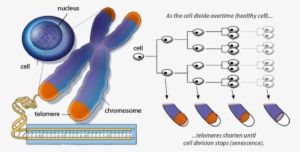 The Authors Propose A Few Causal Explanations For The - Telomeres And Aging
