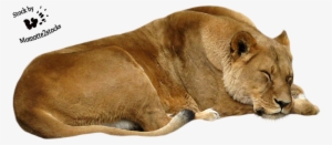 Cut Out Stock Png 41 Sleeping Lioness By Momotte2stocks-d67ided - Lioness Png
