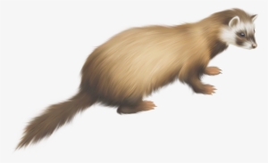 ferret png images - png prairie dog