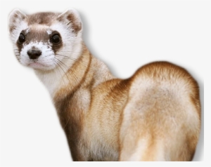 Banner Black And White Stock Png - Black Footed Ferret No Background