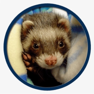 Ferrets Treated In Collinsville - Collinsville