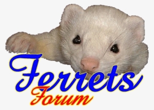 Ferrets Forum Ferret Flea Control