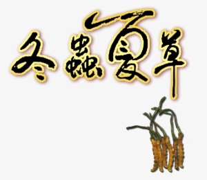 Sinensis About Cordyceps Sinensis Culture, Tradition, - Yellow